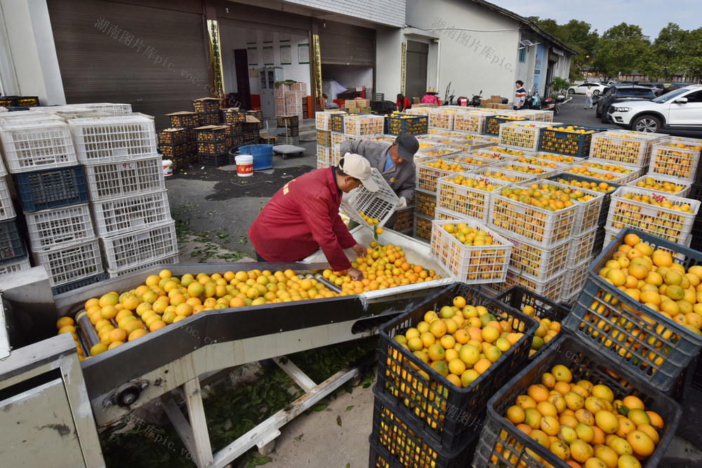 黔阳冰糖橙进入采摘期