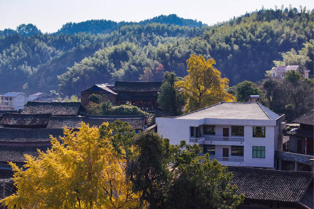 银杏  树叶 游客 游玩 乡村