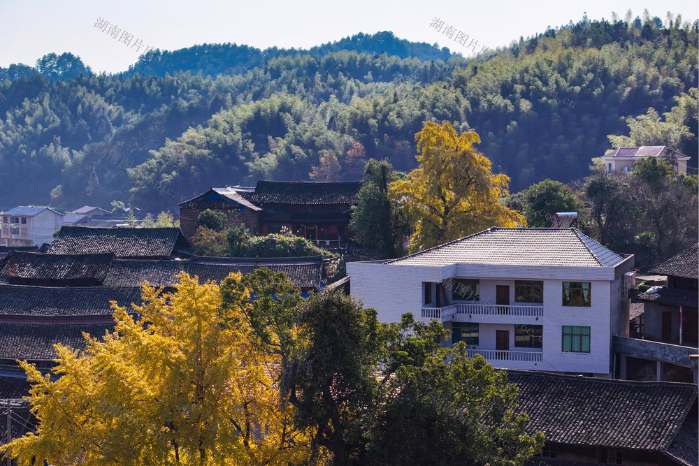 银杏  树叶 游客 游玩 乡村