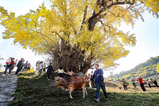 临武县--银杏“披金”迎客来