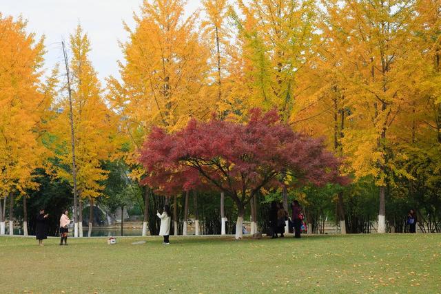 银杏 枫叶 吉首大学
