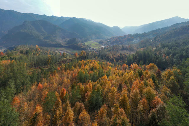 湖南，湘西，色彩斑斓，冬景，枫林叶，常青树