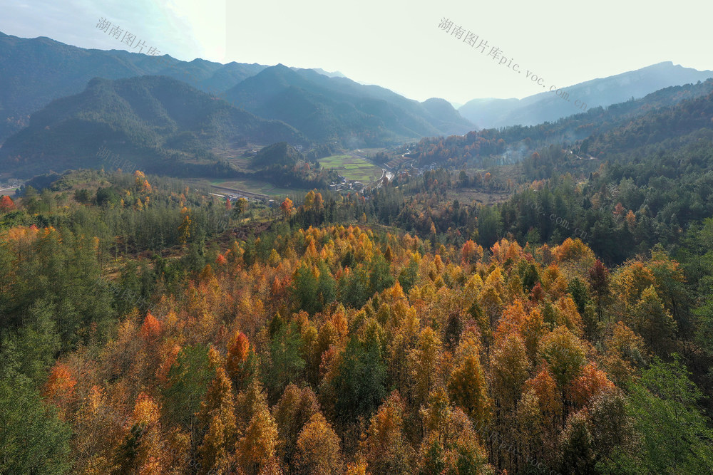 湖南，湘西，色彩斑斓，冬景，枫林叶，常青树