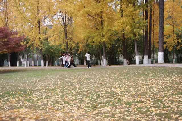 湘西；大学；银杏；美景；游人；金黄；迷人；市民；游客；欣赏