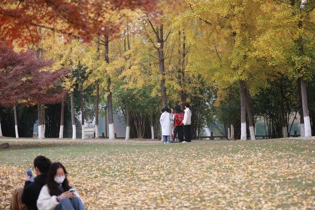湘西；大学；银杏；美景；游人；金黄；迷人；市民；游客；欣赏