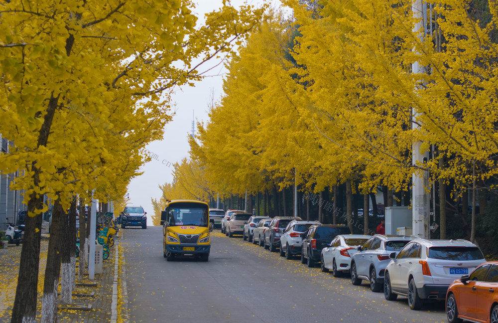 银杏 生态 冬日 画卷