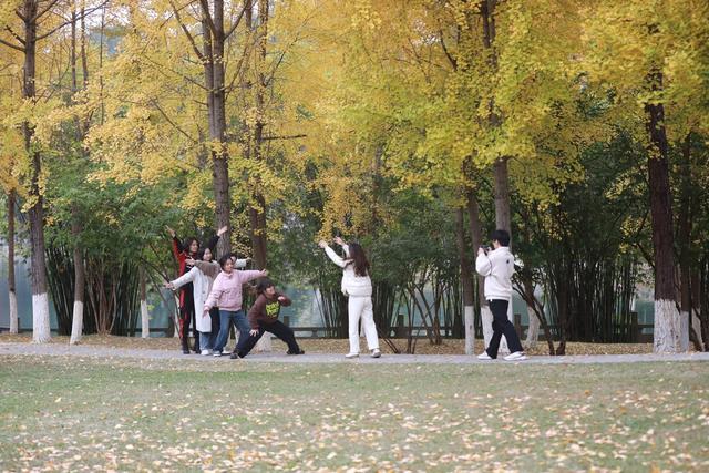 湘西；大学；银杏；美景；游人；金黄；迷人；市民；游客；欣赏