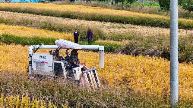 粮食、晚稻、农业、农田、丰收