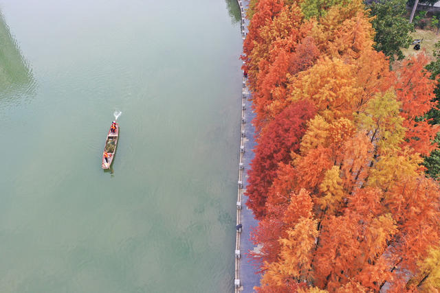 水杉 红叶 美景