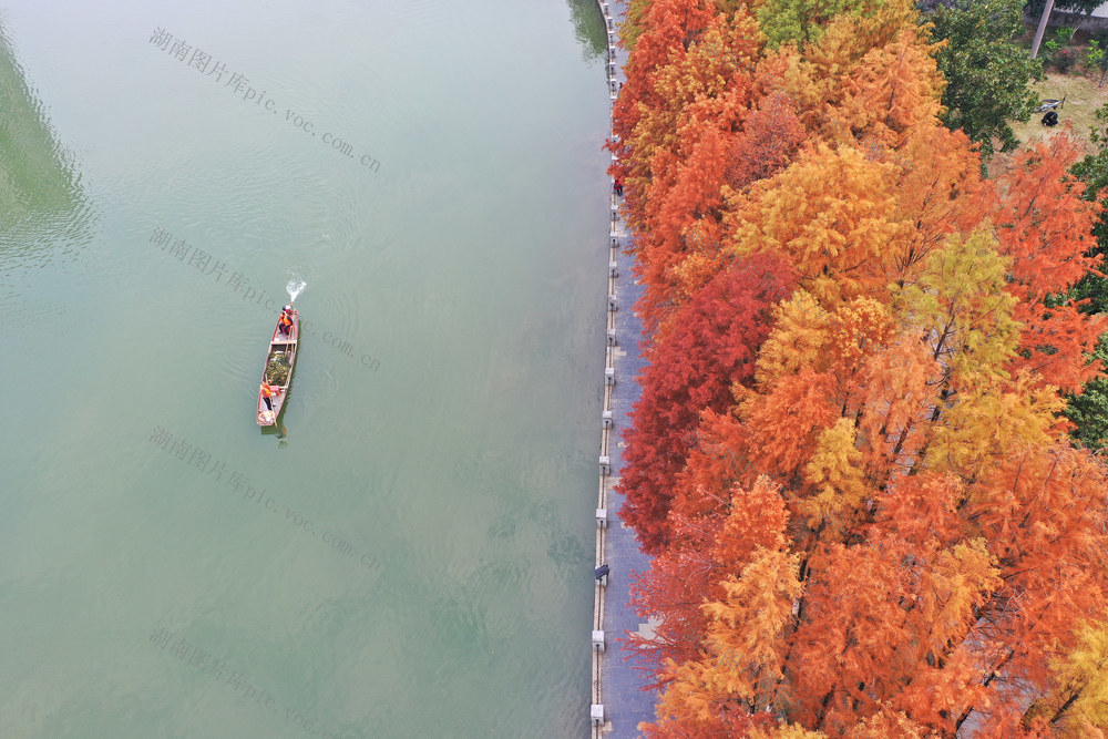 水杉 红叶 美景