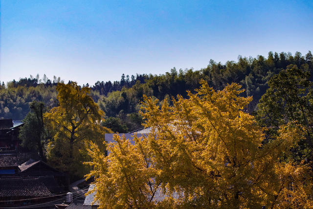 银杏  树叶 游客 游玩 乡村