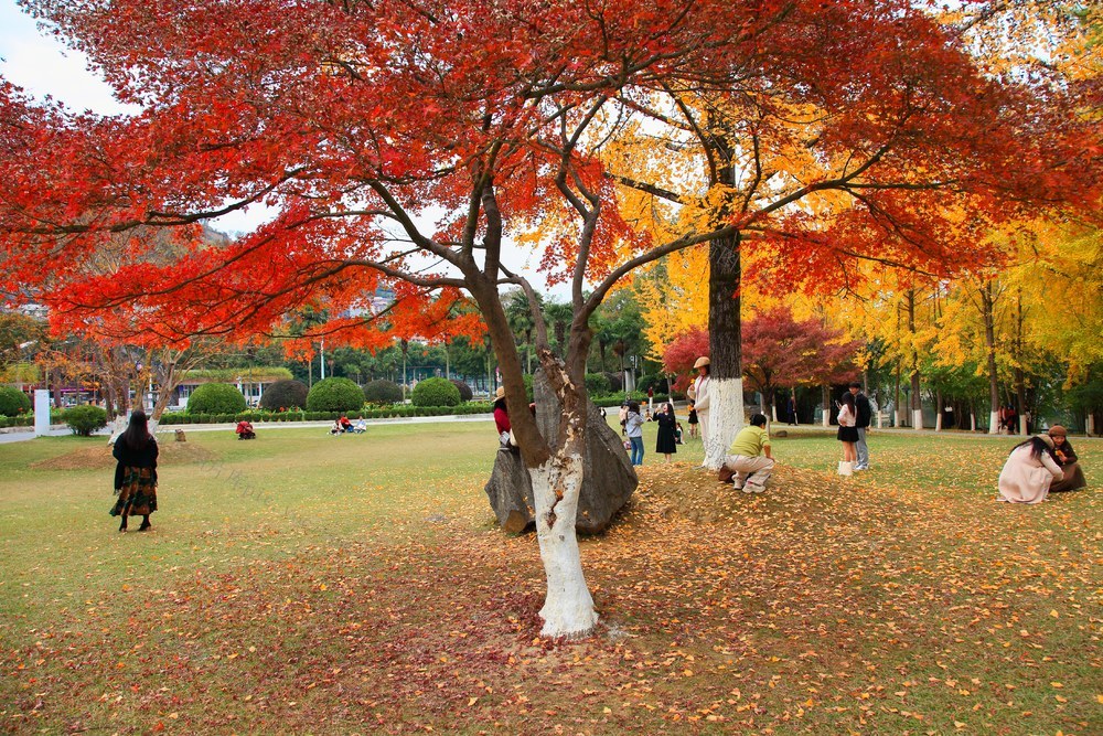 银杏 枫叶 吉首大学