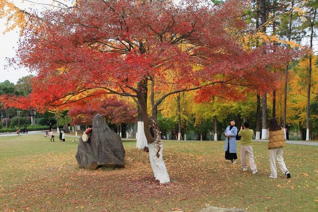 银杏 枫叶 吉首大学