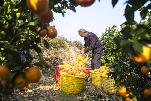 娄底 脐橙 丰收 采摘 增产增收