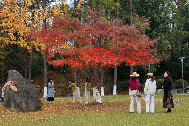 银杏 枫叶 吉首大学