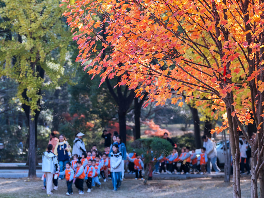 湖南农大“枫”景如画