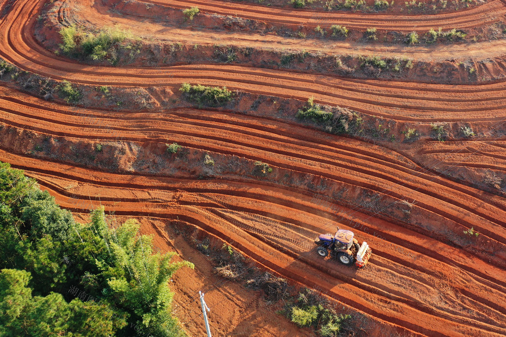 嘉禾：冬种油菜忙