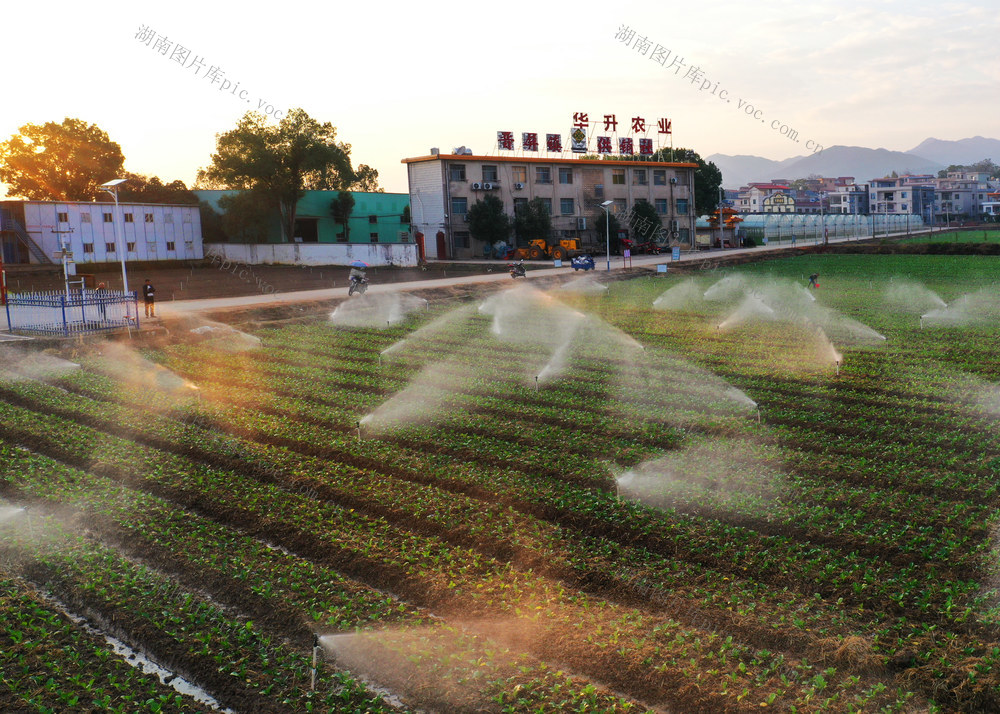 嘉禾：节水灌溉助增收