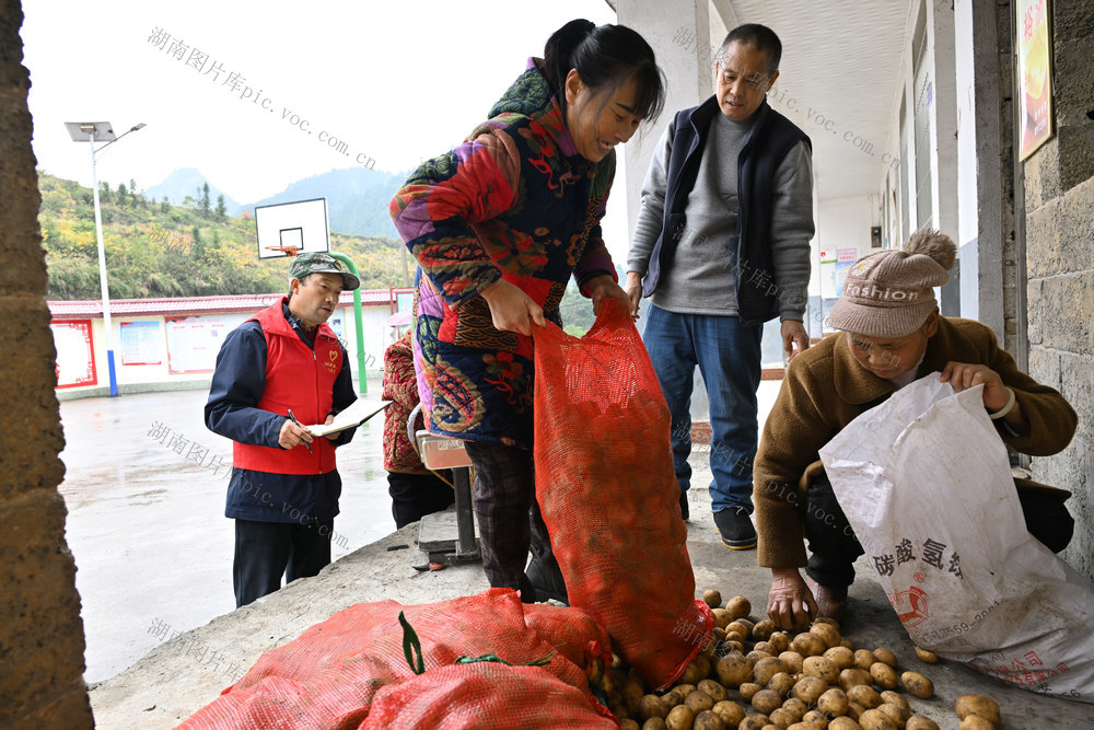 社会　乡村振兴　产业　免费土豆种