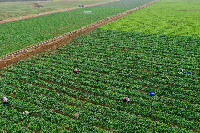 嘉禾：蔬菜产业助增收