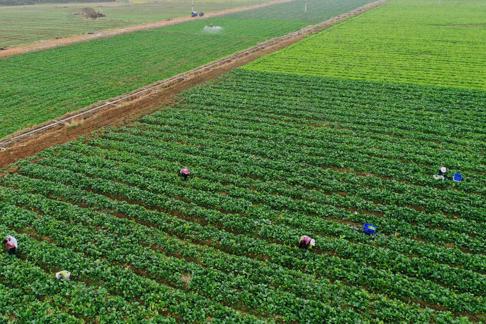 嘉禾：蔬菜产业助增收