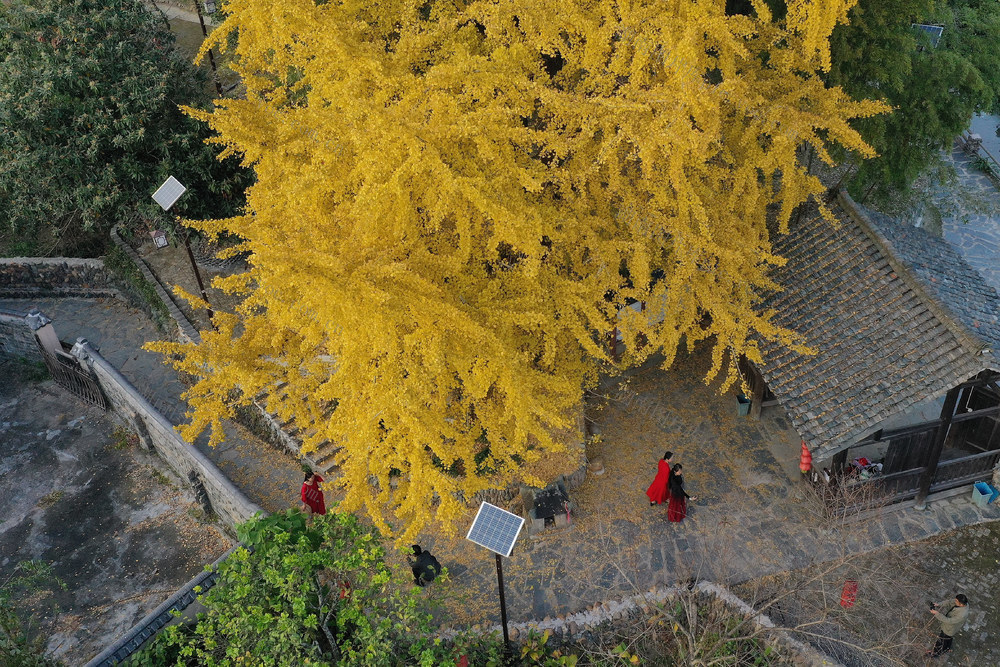 千年银杏 游客 村寨 “披金甲” 引客来 