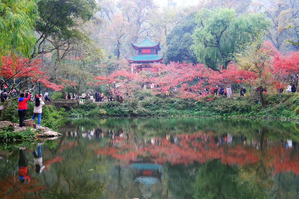 爱晚亭“枫”景如画