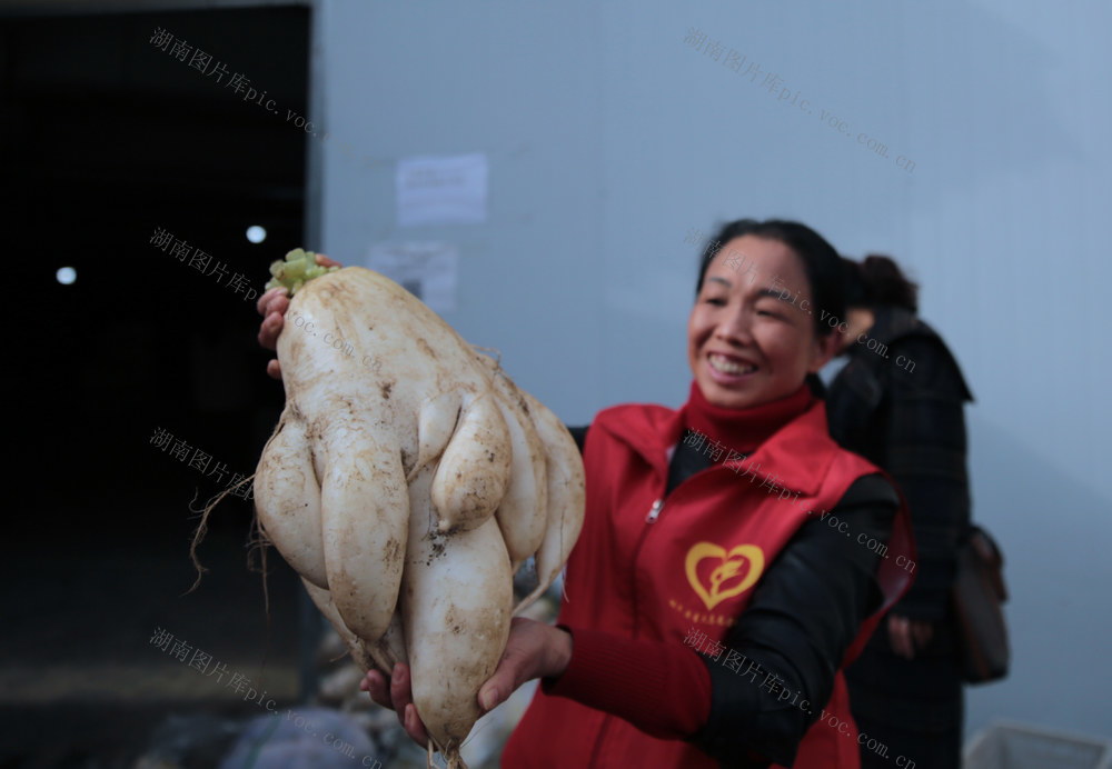 湖南桂东 惊现 “人参” 白玉萝卜 