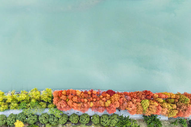 公园 水杉 冬景 色彩 湿地