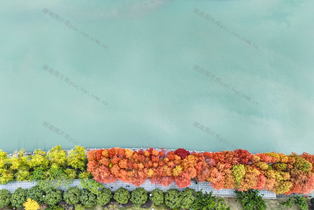 公园 水杉 冬景 色彩 湿地