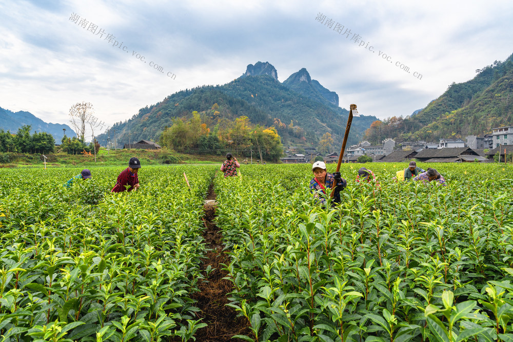 大雪时节冰雪将至  该村村民抢在冰雪来临之前为茶园挖地松土  防止病虫提升绿茶品质