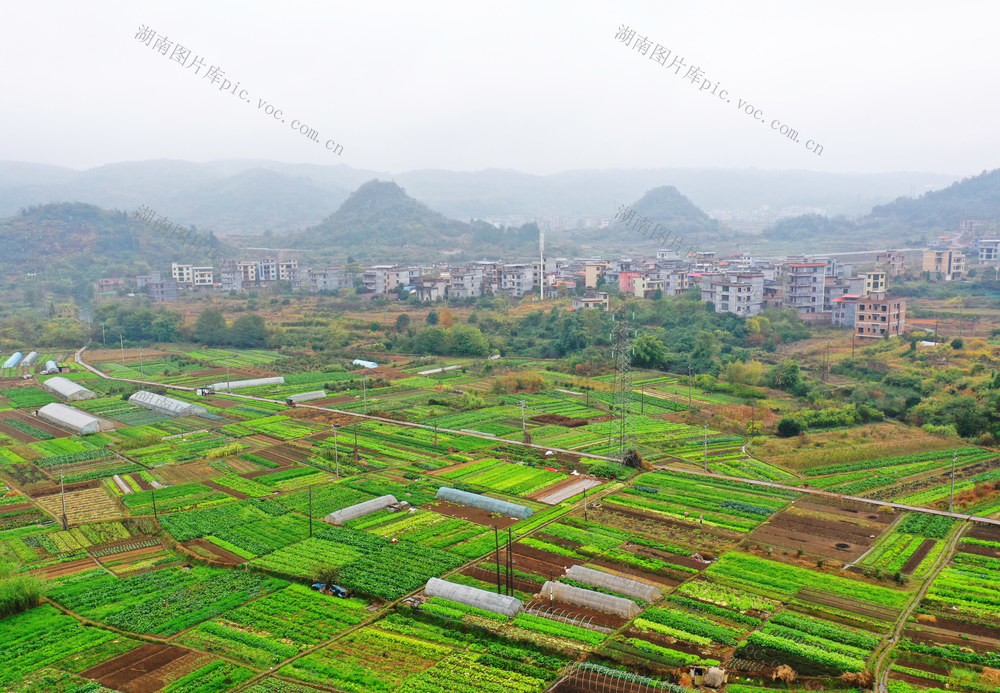 嘉禾：蔬菜兴业助增收