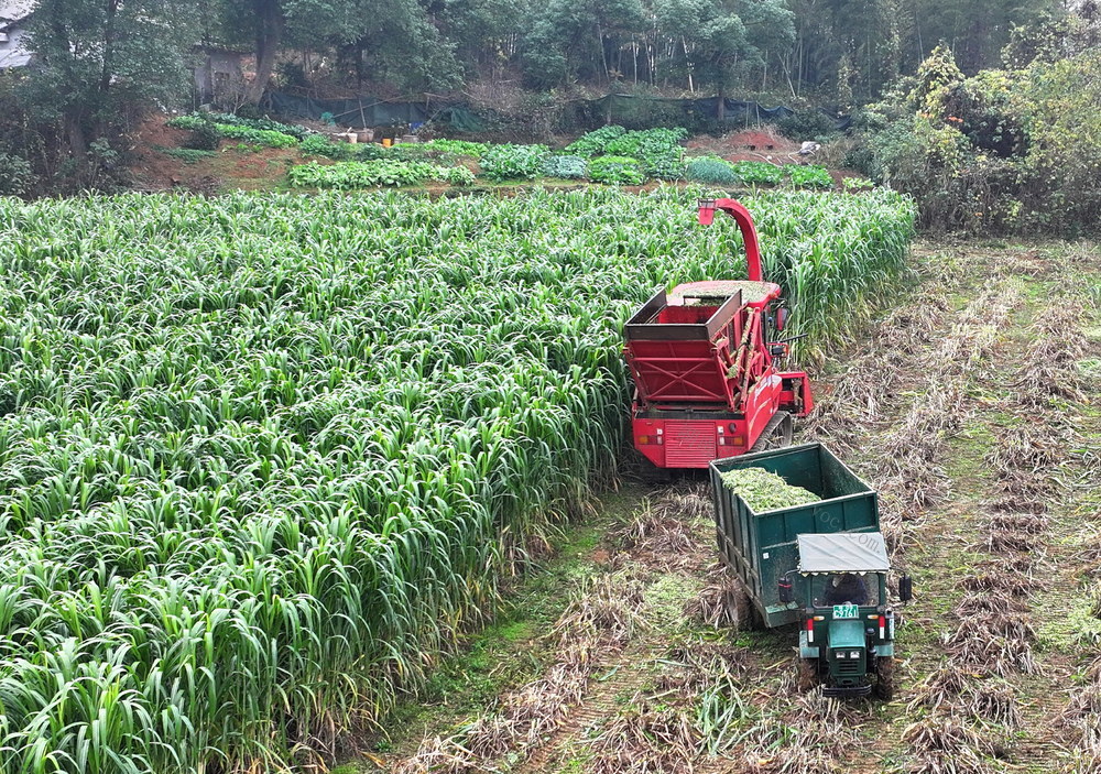 科植囗牧草口效益口好