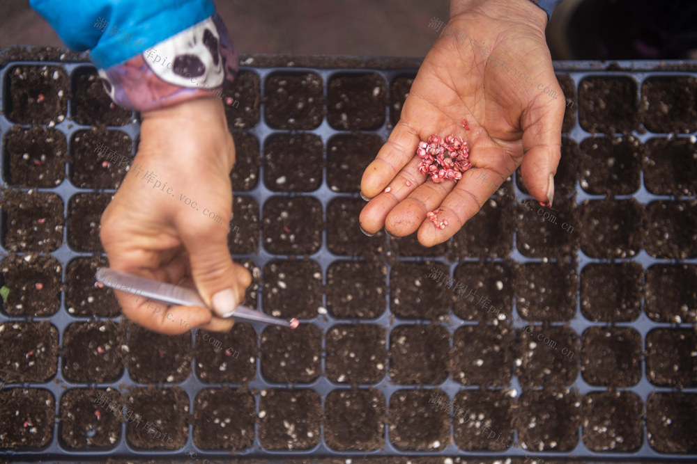 娄底 育苗 大雪 农事