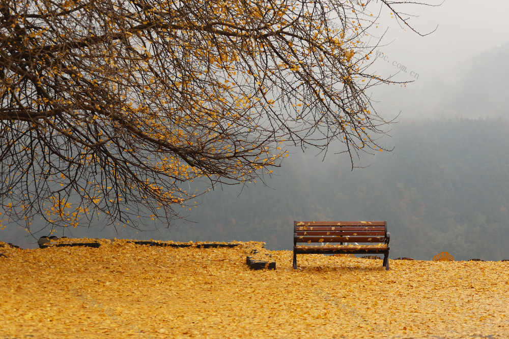 银杏 黄叶 落叶 长椅