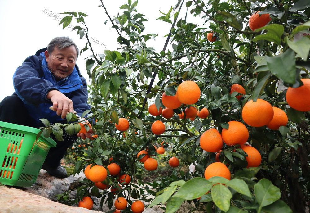 红美人 采摘 合作社 柑橘