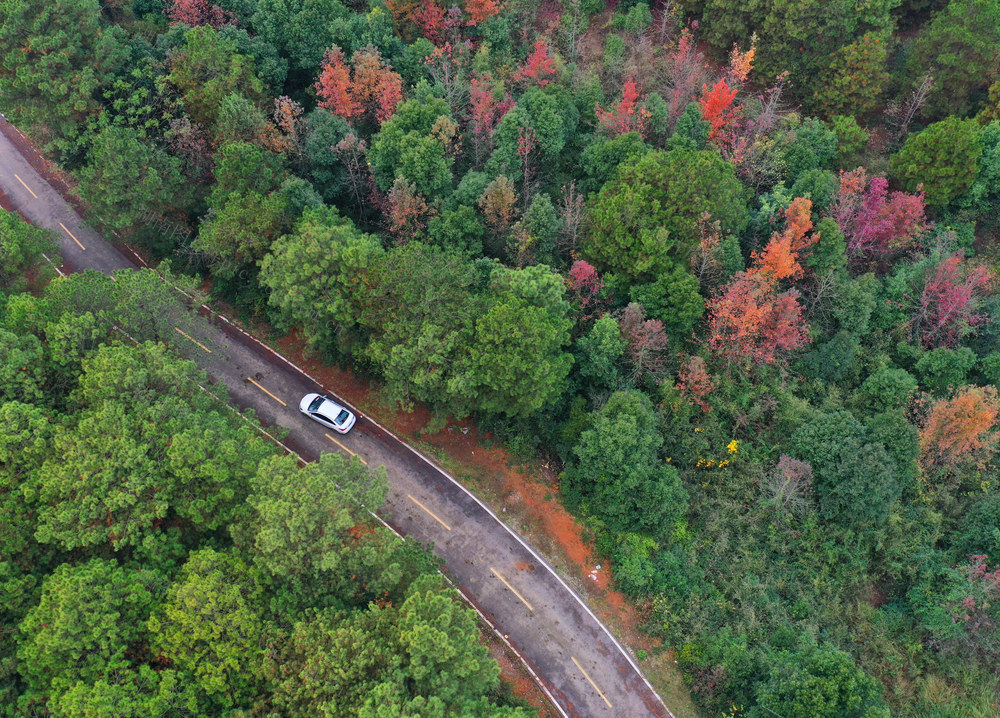    嘉禾： 生态美 绿意浓