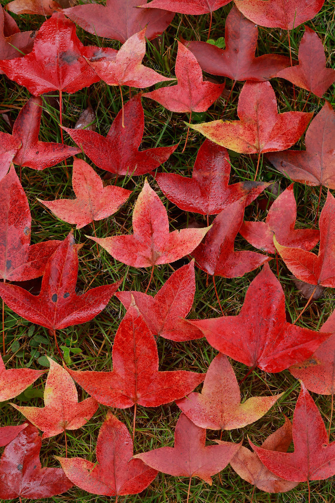 红叶 枫叶 红 叶 自然