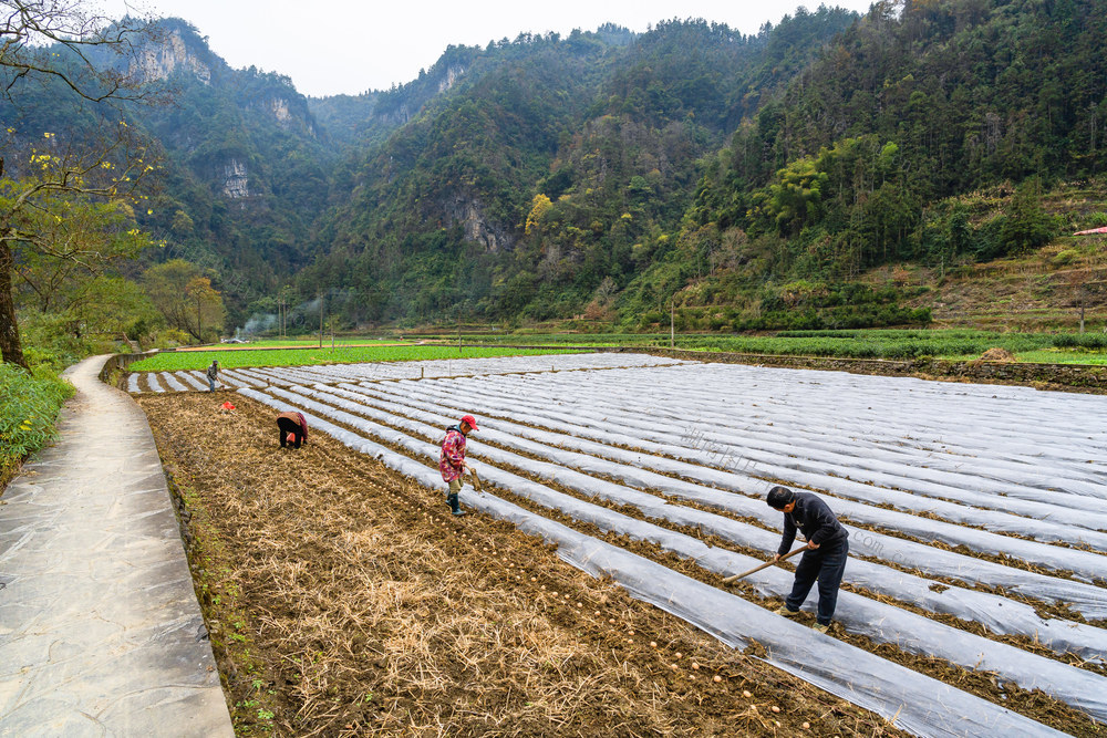 不让冬田放荒  种植冬马铃薯等冬季农作物   发挥农田效益确保农事增收