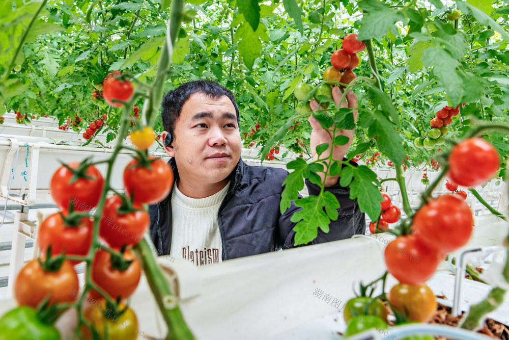智慧农业  数字水肥一体化  番茄  乡村振兴