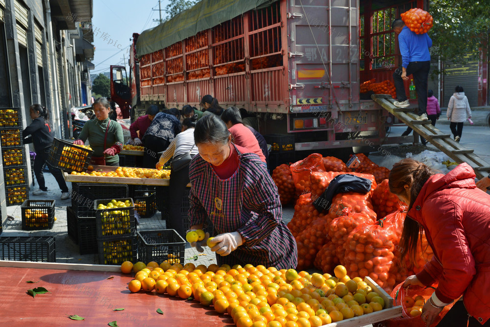 装车销售冰糖橙