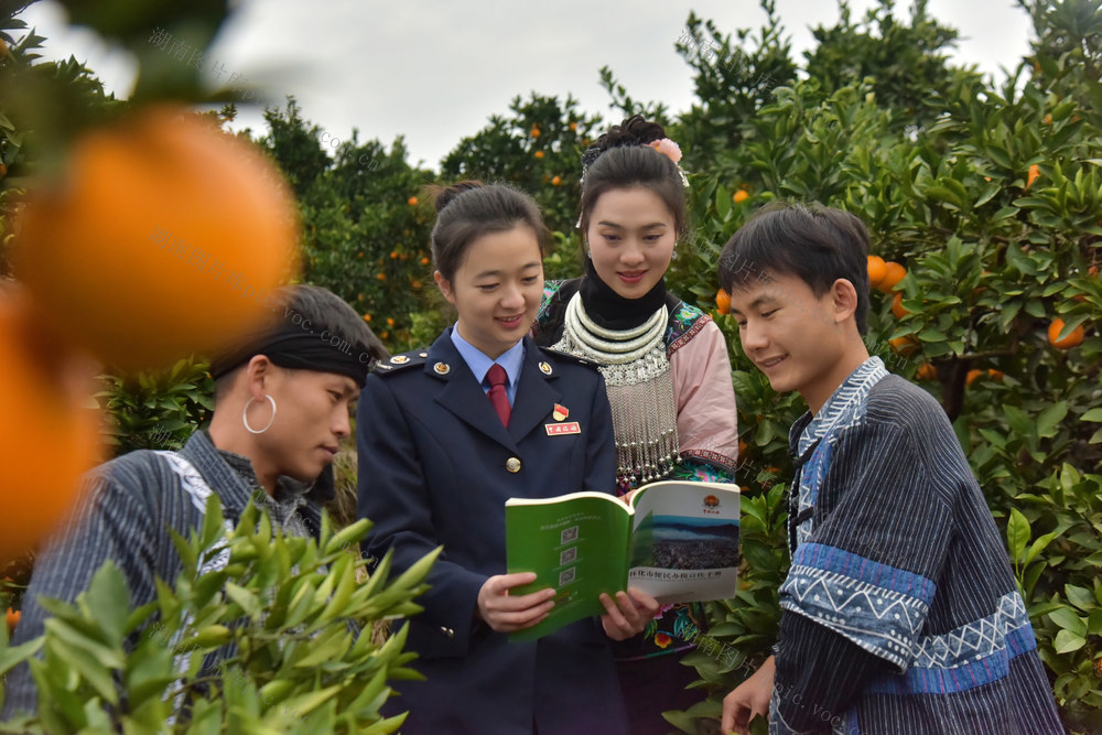 橘园 来了 田园税官