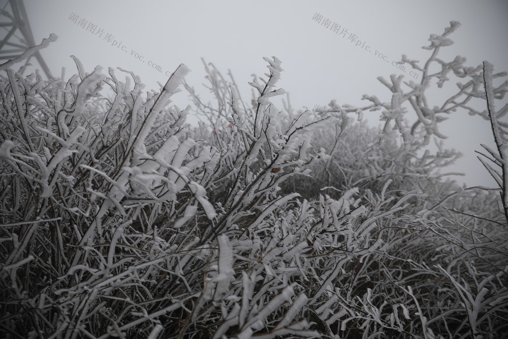 冬季 雾凇 