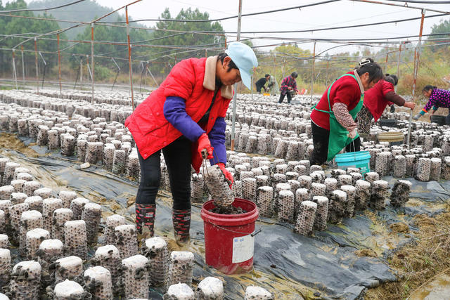 木耳  采收  种植  农事
