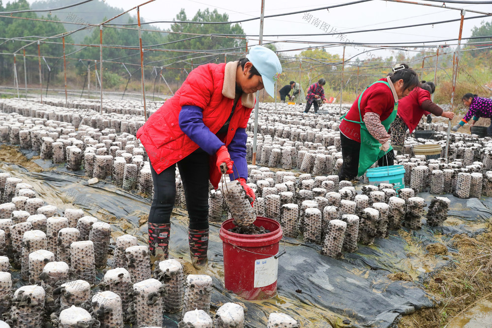 木耳  采收  种植  农事