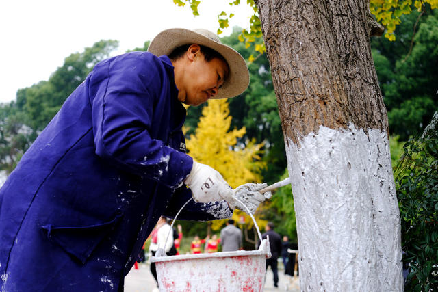 树木养护，保越冬
