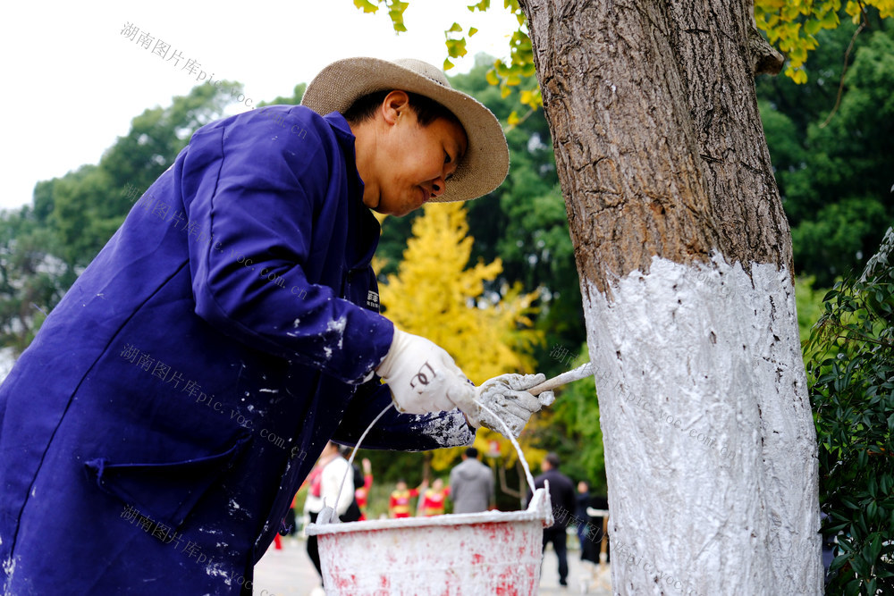 树木养护，保越冬