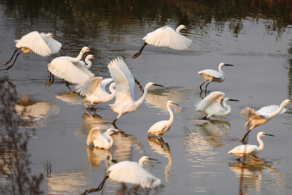 嘉禾：白鹭飞舞库区美