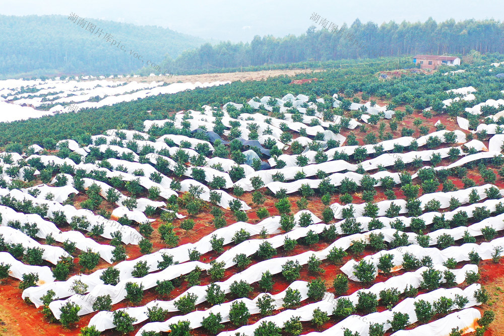 嘉禾：果树“穿衣” 防寒抗冻