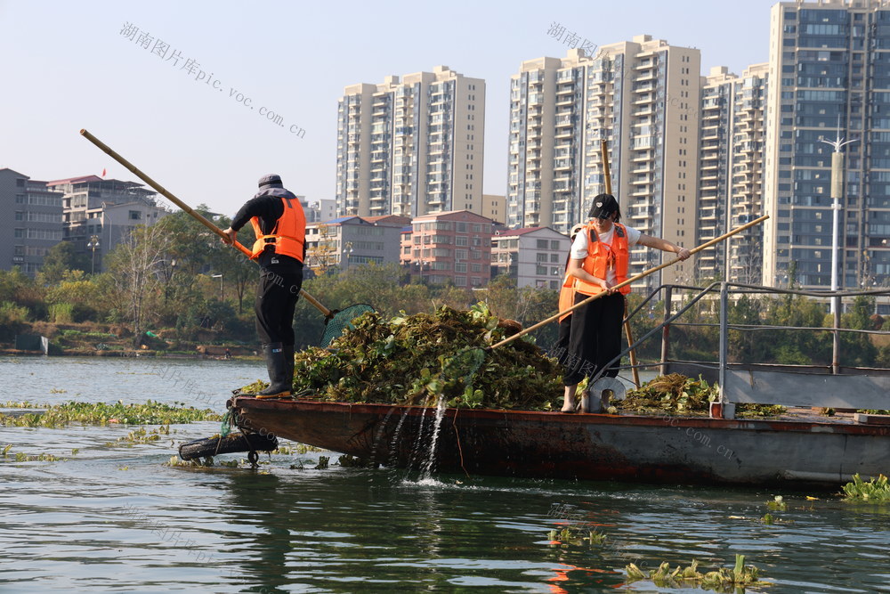 水葫芦 环境 生态 